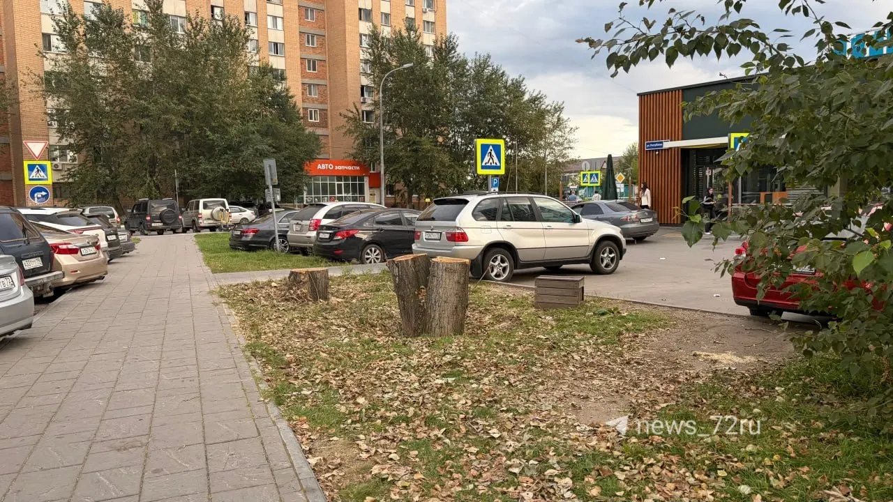 Администрация города объяснила причины сноса аварийных тополей и критерии аварийности деревьев, а также риски для безопасности