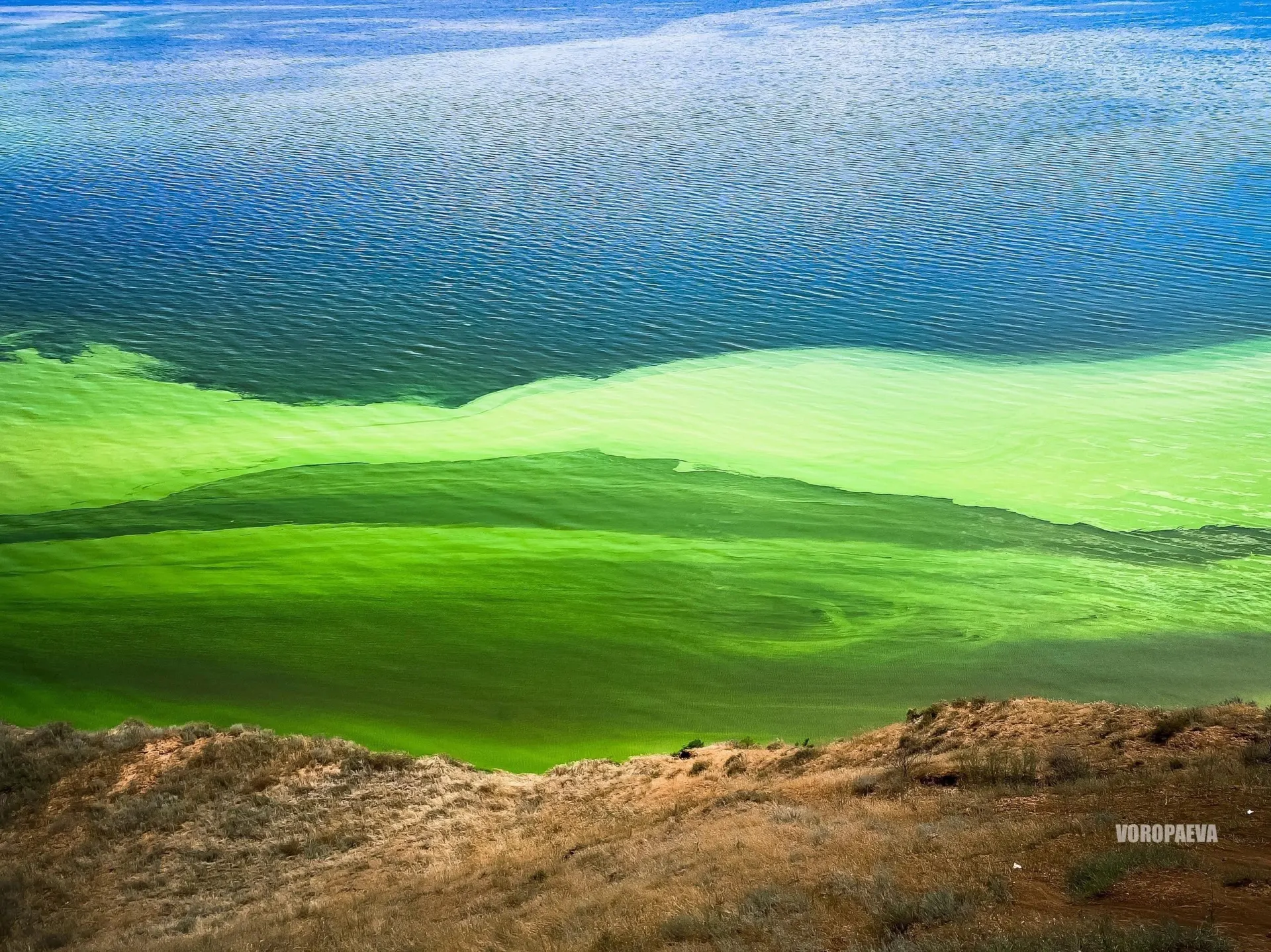 В отдельных участках Волги вода приняла зелёный оттенок из-за активного цветения водорослей. Разбираемся в причинах и возможных последствиях.