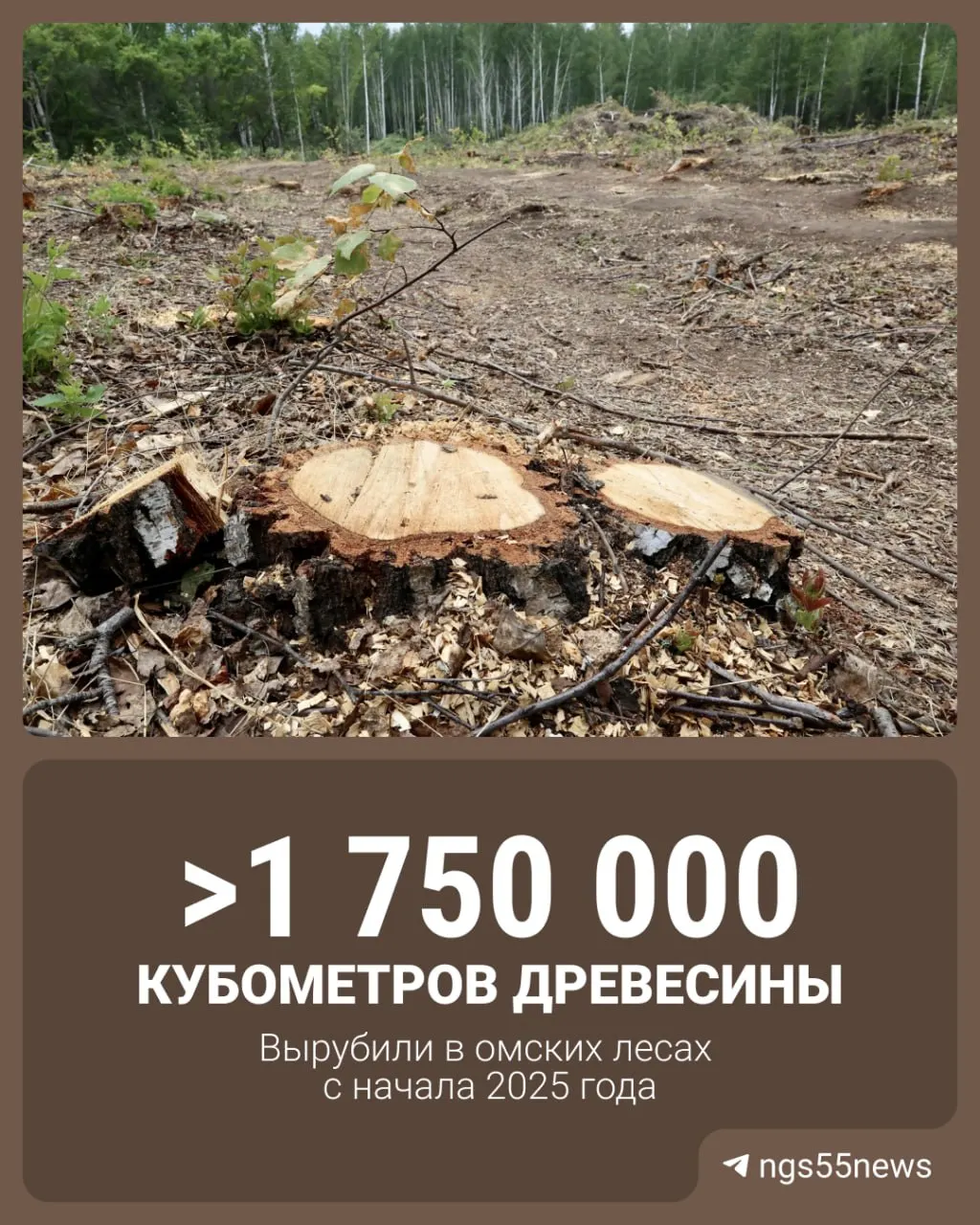 За последние полтора года в Омской области зафиксирована значительная вырубка леса: площадь заготовки составила примерно 14 тысяч гектаров; заключено более 10,5 тысячи договоров на легальную вырубку, а в первом полугодии 2026 года — около 4,7 тысячи.
