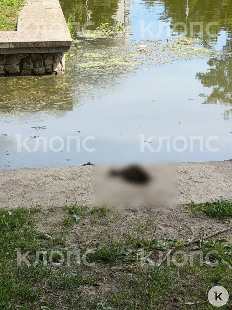 Прохожие заметили на берегу и в воде несколько мёртвых уток; часть тел подняли, другие остаются на поверхности, рядом летают голуби.
