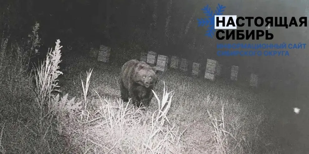 В регионе зафиксированы случаи выхода медведей к сельским населённым пунктам. Специалисты призывают жителей соблюдать осторожность и не провоцировать зверя.