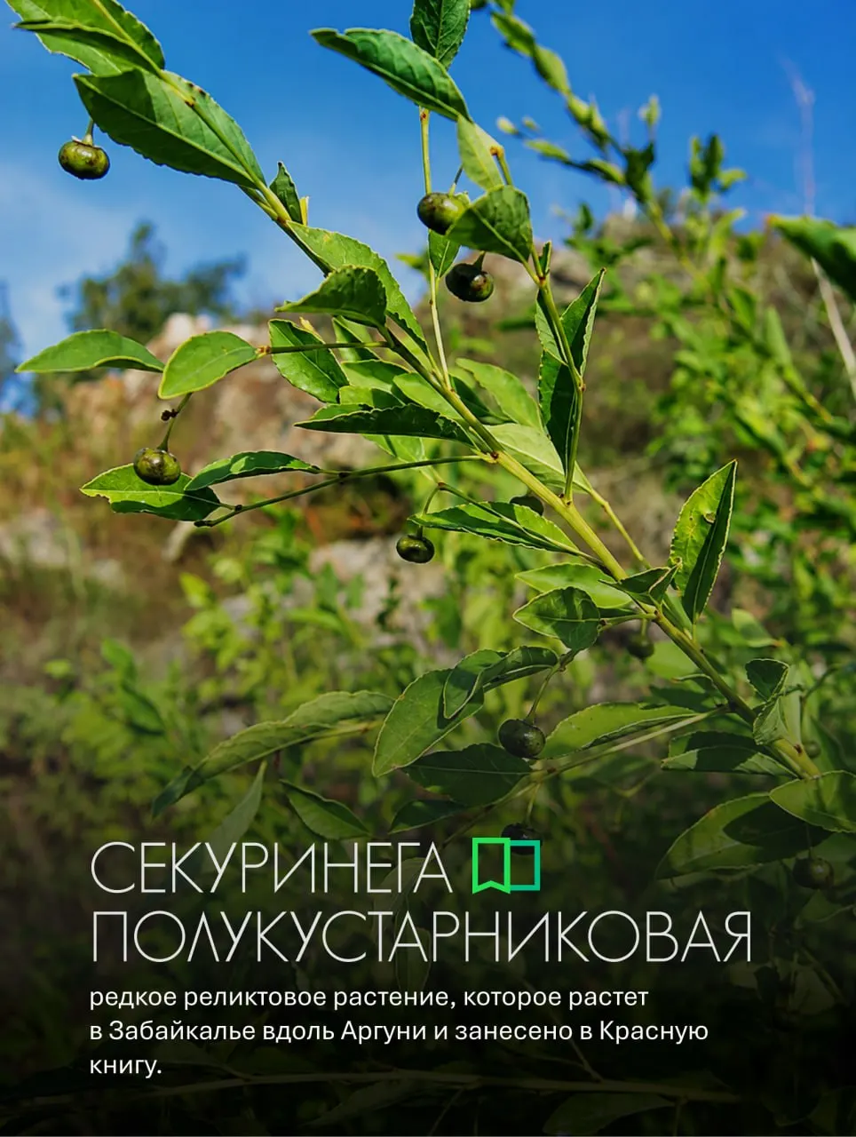 Редкое реликтовое растение секуринега занесено в Красную книгу. В Забайкалье оно встречается на северных склонах и вдоль местных рек; освещаем внешний вид, период цветения и практическое применение.