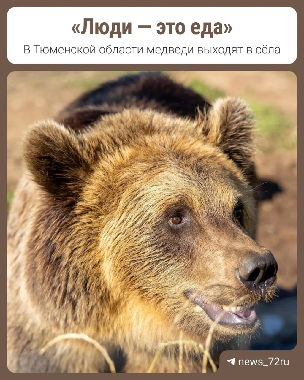 В регионе зафиксировано нашествие бурых медведей, особенно активно — в Уватском округе. Жители посёлка Туртас уже несколько недель наблюдают за зверями возле домов и на прилегающих территориях.