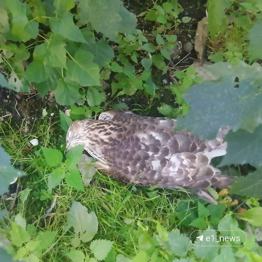 В Екатеринбурге зафиксирована массовая гибель птиц; специалисты обсуждают возможные инфекции и химические воздействия.