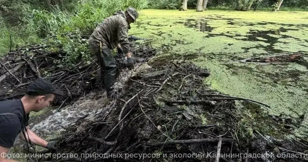 Расчистку преград, созданных грызунами, поддержали около ста специалистов и добровольцев; усилия позволили стабилизировать водный режим и снизить риск подтопления лесных и сельскохозяйственных участков.