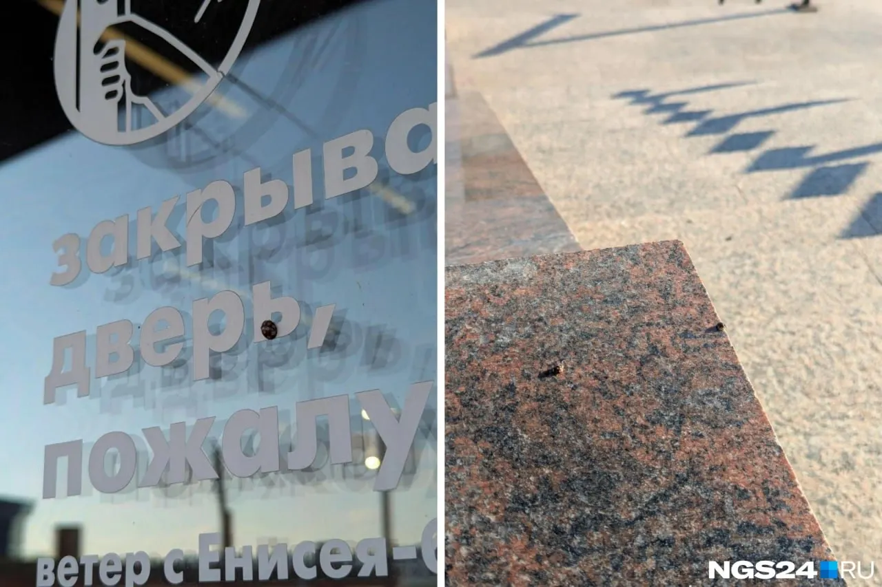 Эти насекомые безвредны для человека и не переносят болезни. С наступлением холодов они ищут тёплые укрытия; при попадании в жильё следуйте простым правилам — заделывайте щели и устанавливайте москитные сетки.