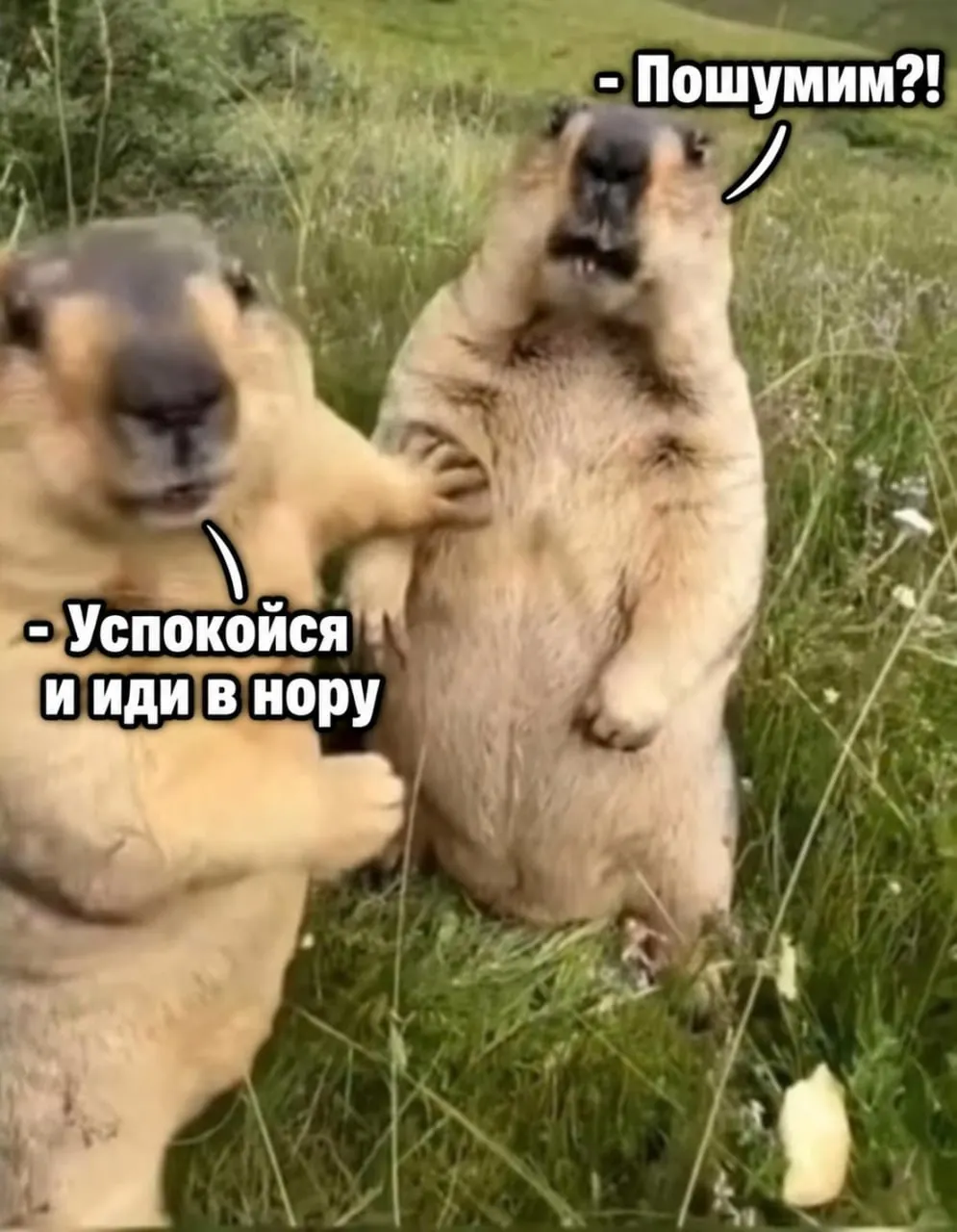 Сурки заняли норы и спят до весны; власти просят не шуметь рядом с их жилищами.