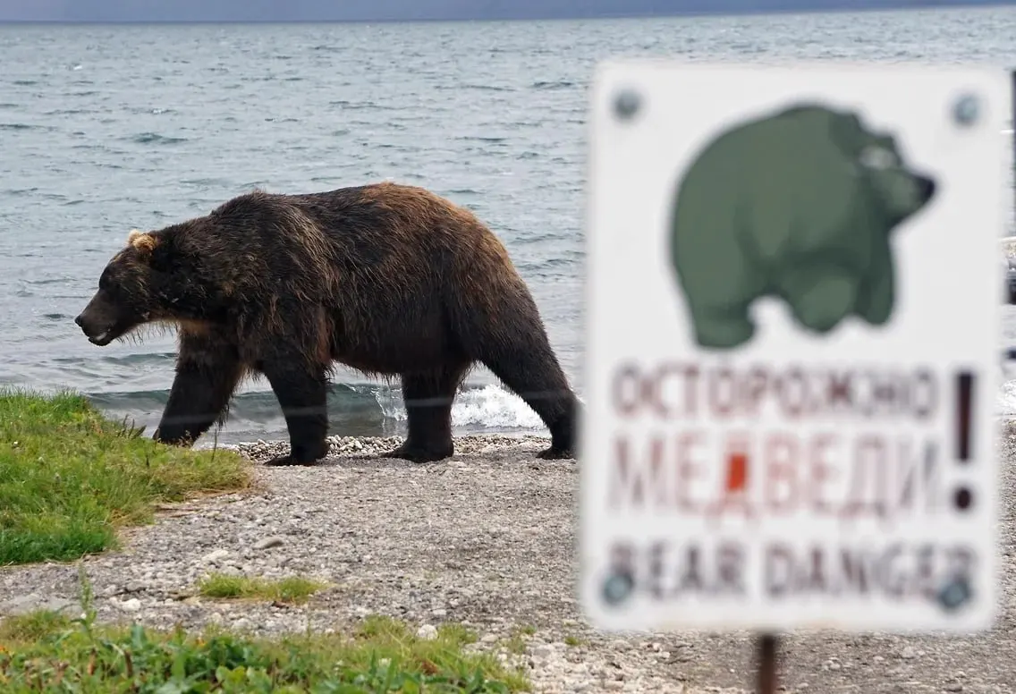 Из-за частых выходов медведей к населённым пунктам Иркутской области введён вечерний комендантский час; власти ограничили пребывание на улице и походы в лес.