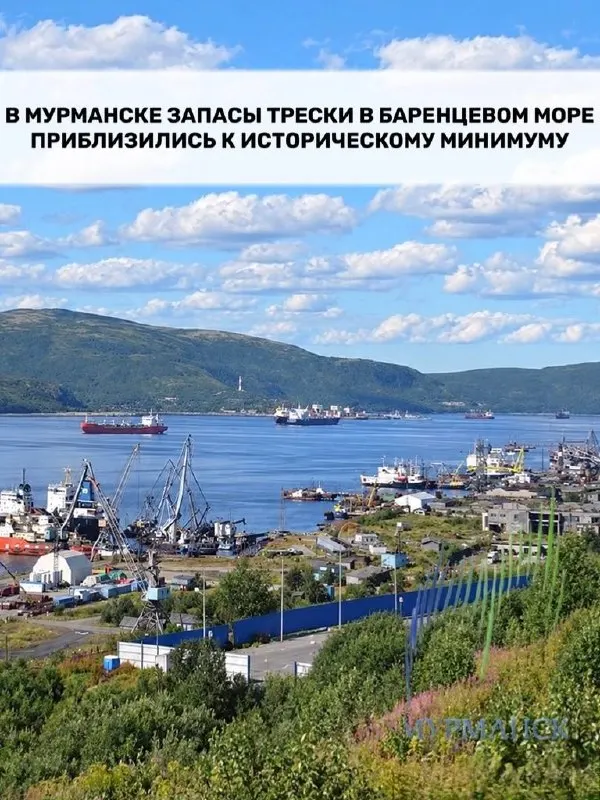 Запасы промысловой трески в Баренцевом море сокращаются, достигнув исторического минимума; ситуация угрожает рыбакам и региональному промыслу Мурманской области.