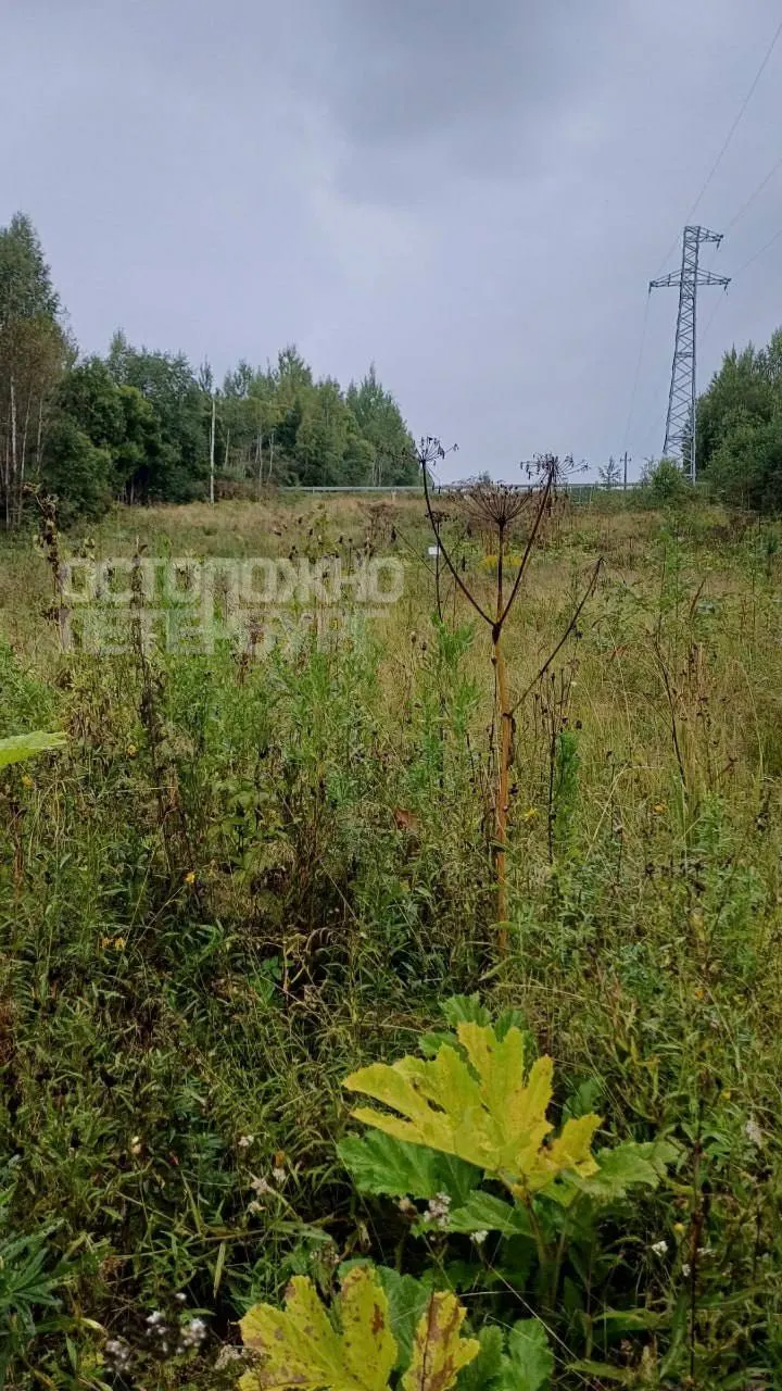 Активное разрастание опасного сорняка зафиксировано в лесах, на полях и вдоль дорог; ситуация особенно ощутима в Лужском районе.