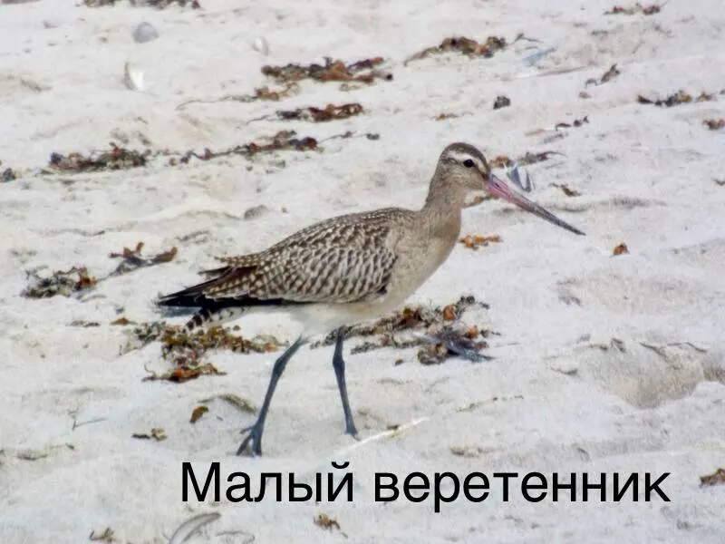 На Куршской косе зафиксирован редкий арктический гость — птица из тундры; миграция обещает необычный дальний маршрут.