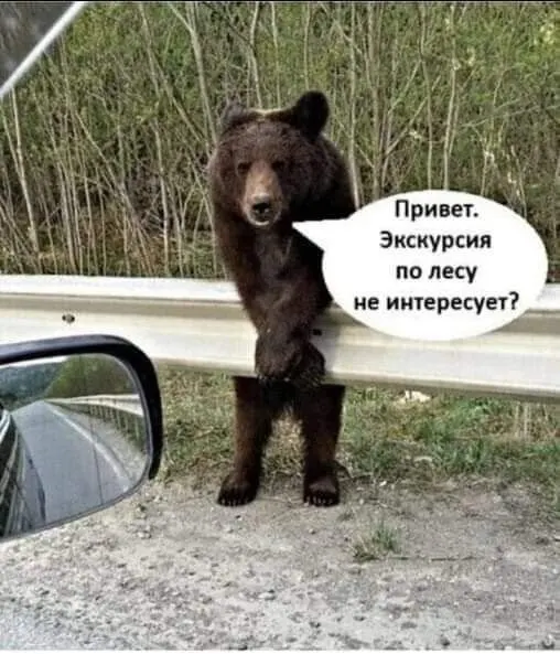 В Ярославской области медведи редко выходят из спячки; специалисты отмечают разнообразие источников пищи и редкость дефицита корма.