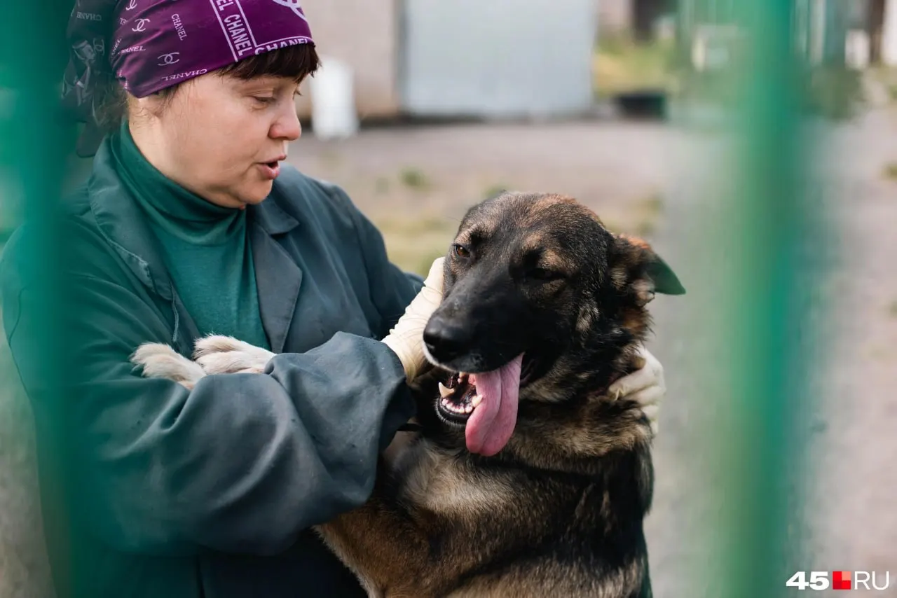 В курганском приюте «Шанс» сейчас проживают около 60 собак, две кошки и два котёнка; вольеры заняты, новых животных не принимают.