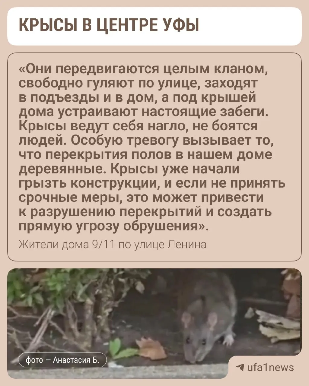Многострадальный дом на Ленина 9/11 страдает от нашествия крыс и ухудшения санитарной ситуации; жильцы требуют мер дератизации.