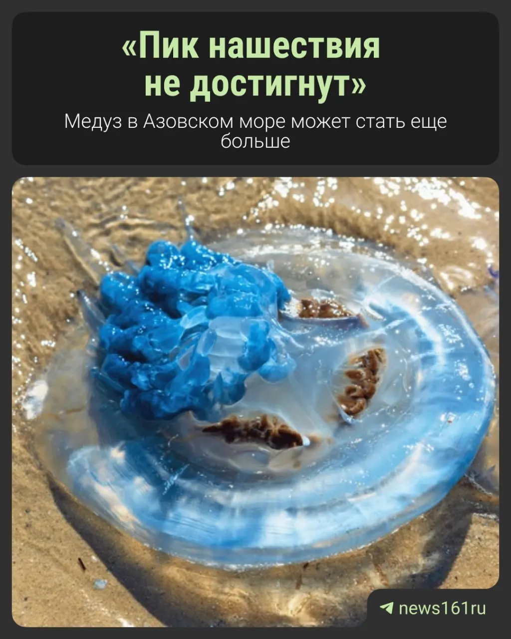 Учёные отмечают увеличение численности медуз в Азовском море. Разбираемся, что влияет на популяцию и что это значит для побережья и экологии региона.