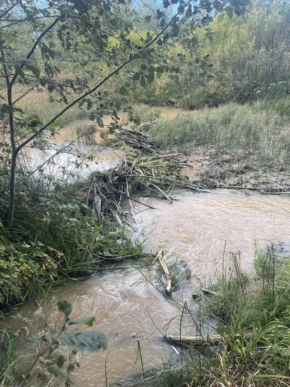 Плотина, построенная бобрами возле водозабора, вызвала разлив воды в окрестности — подтоплена лесная зона и подъезд к дороге; власти применяют временные меры, чтобы обезопасить жилые дома.