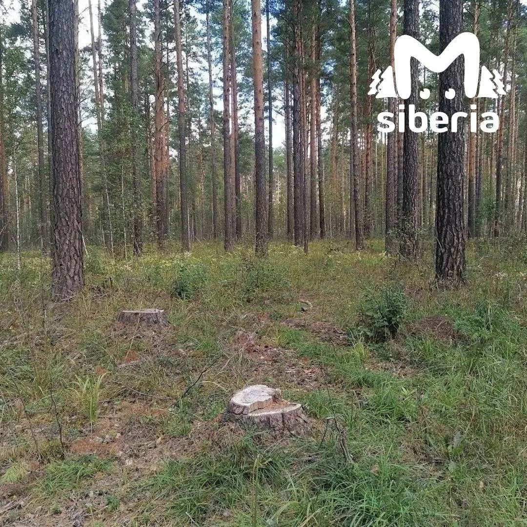 Местные жители заметили новую технику в лесу и считают, что рубка ведется без документов, что вызывает возмущение и вопросы к властям.