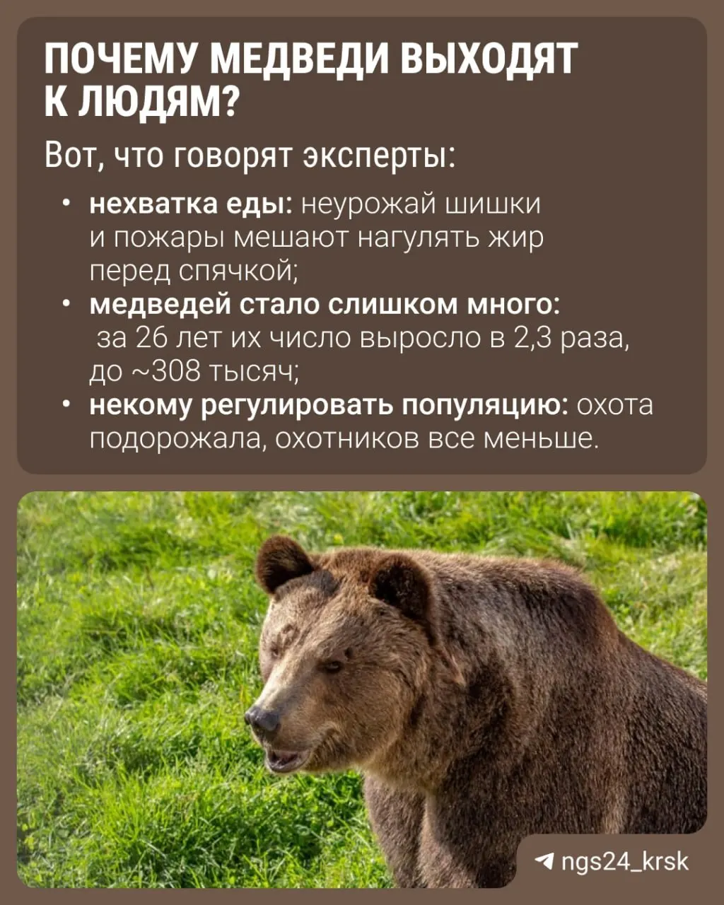 Хищники всё чаще подходят к населенным пунктам: по стране зафиксировано не менее 11 погибших, а общее число отстреленных медведей превысило 530. В Красноярском крае пострадавших больше всего.