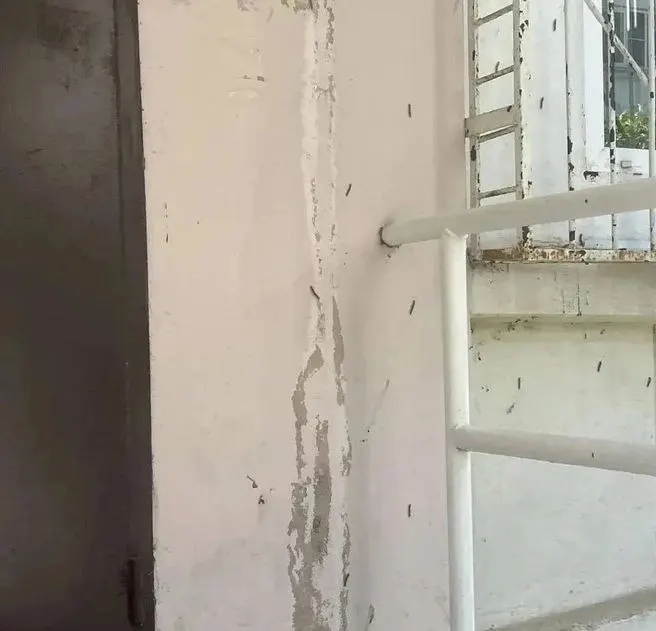 В Сочи зафиксировано тревожное нашествие насекомых: гусеницы проникают в дома, а американская белая бабочка облепила стены многоквартирного дома — жители требуют оперативной помощи.