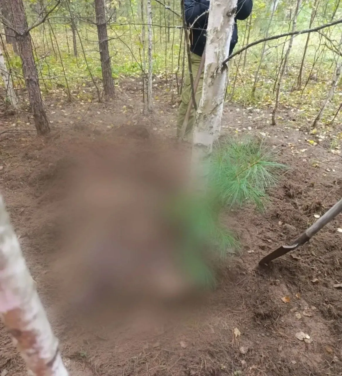 Несколько эпизодов встреч с медведями в Енисейском округе и близлежащих районах привели к гибели людей и усилению мер безопасности