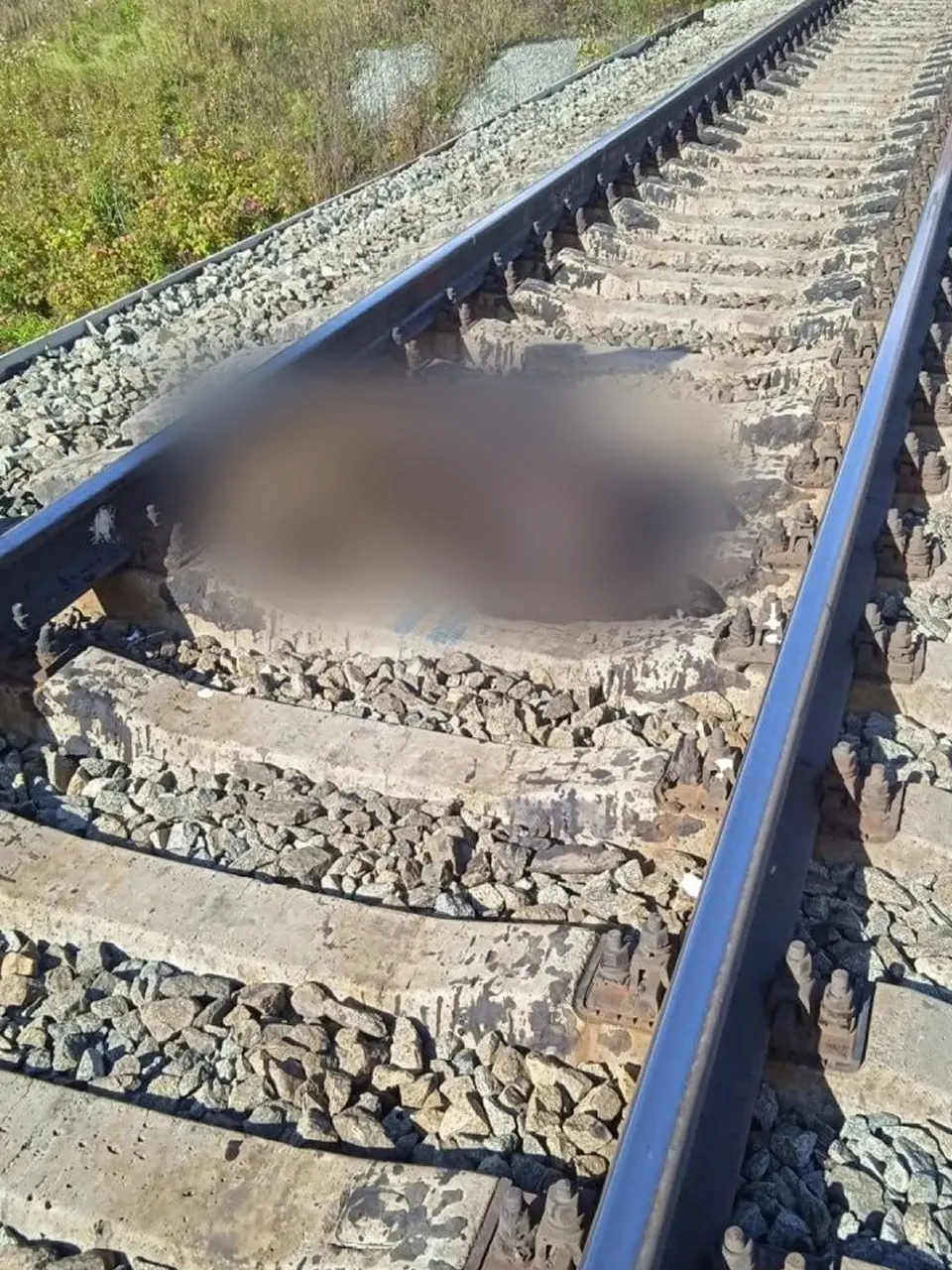 За месяц на железной дороге погибли три медведя; службы предупреждают об опасности и просят соблюдать осторожность.