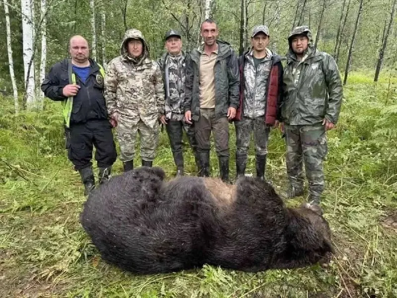 Ситуация с появлением медведей в населённых пунктах региона вызывает тревогу у местных жителей, власти усиливают контроль и применяют отстрел зверей вблизи населённых пунктов.