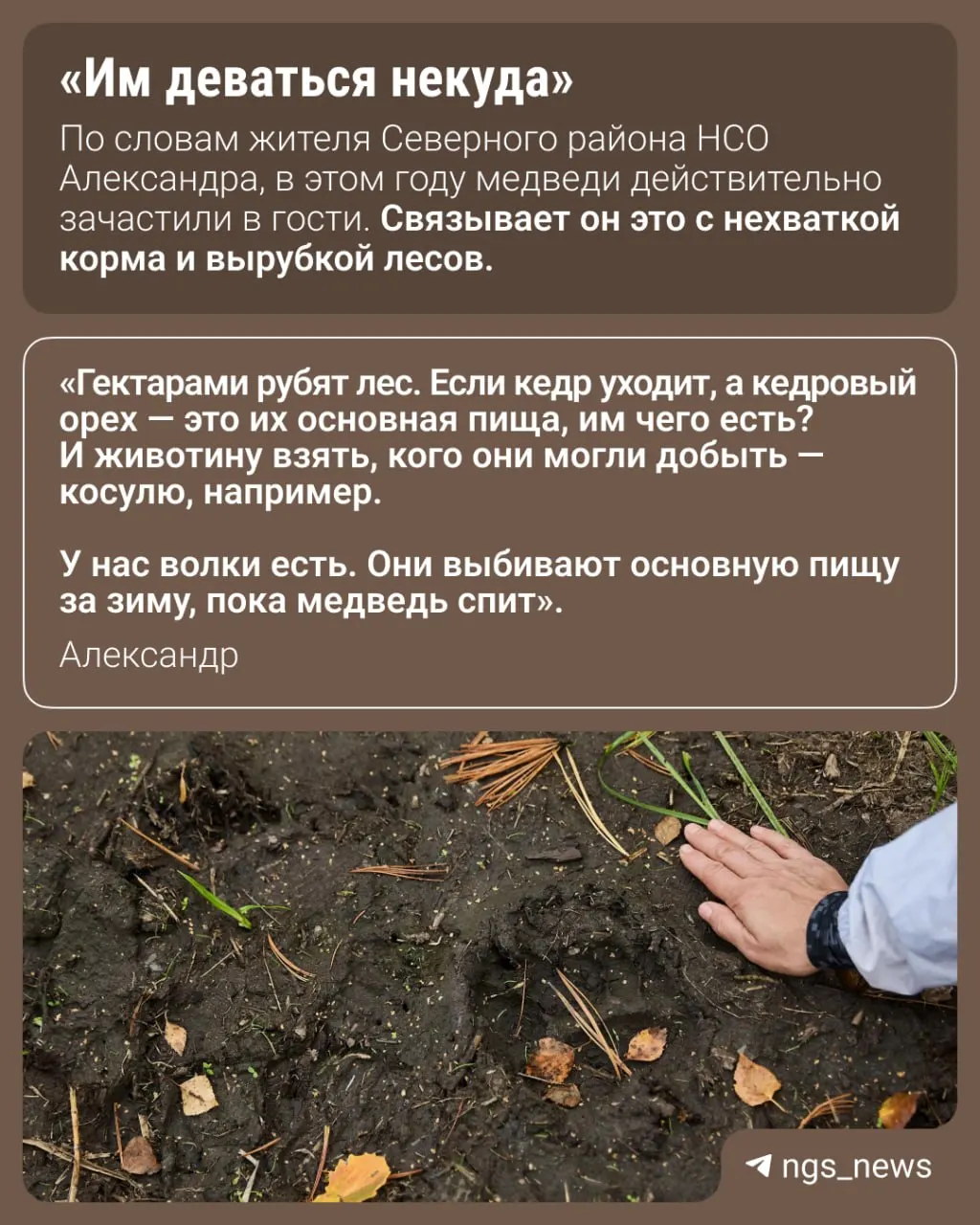 Экологи изучают увеличение выхода медведей к населённым пунктам и последствия для людей и природы.