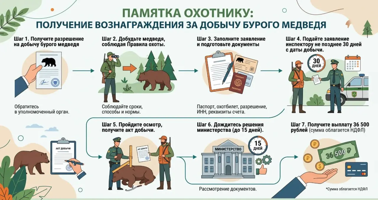 Охотникам выплачивают 36 500 рублей за зверя, добытого по разрешению; оформление выплаты через госинспектора и с уплатой НДФЛ. По приказам о регулировании численности добыто 631 медведь.