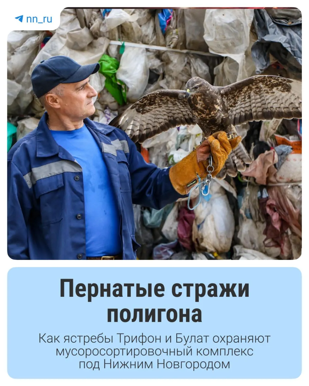 Птицы на мусорных полигонах создают риск распространения инфекций; для снижения угроз применяют живых репеллентов — ястребов под надзором орнитолога.