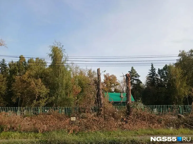 На участке улицы 10 лет Октября в Омске рабочие вырубают десятки старых тополей ради расширения дороги; контракт оценивается в 900 миллионов рублей.