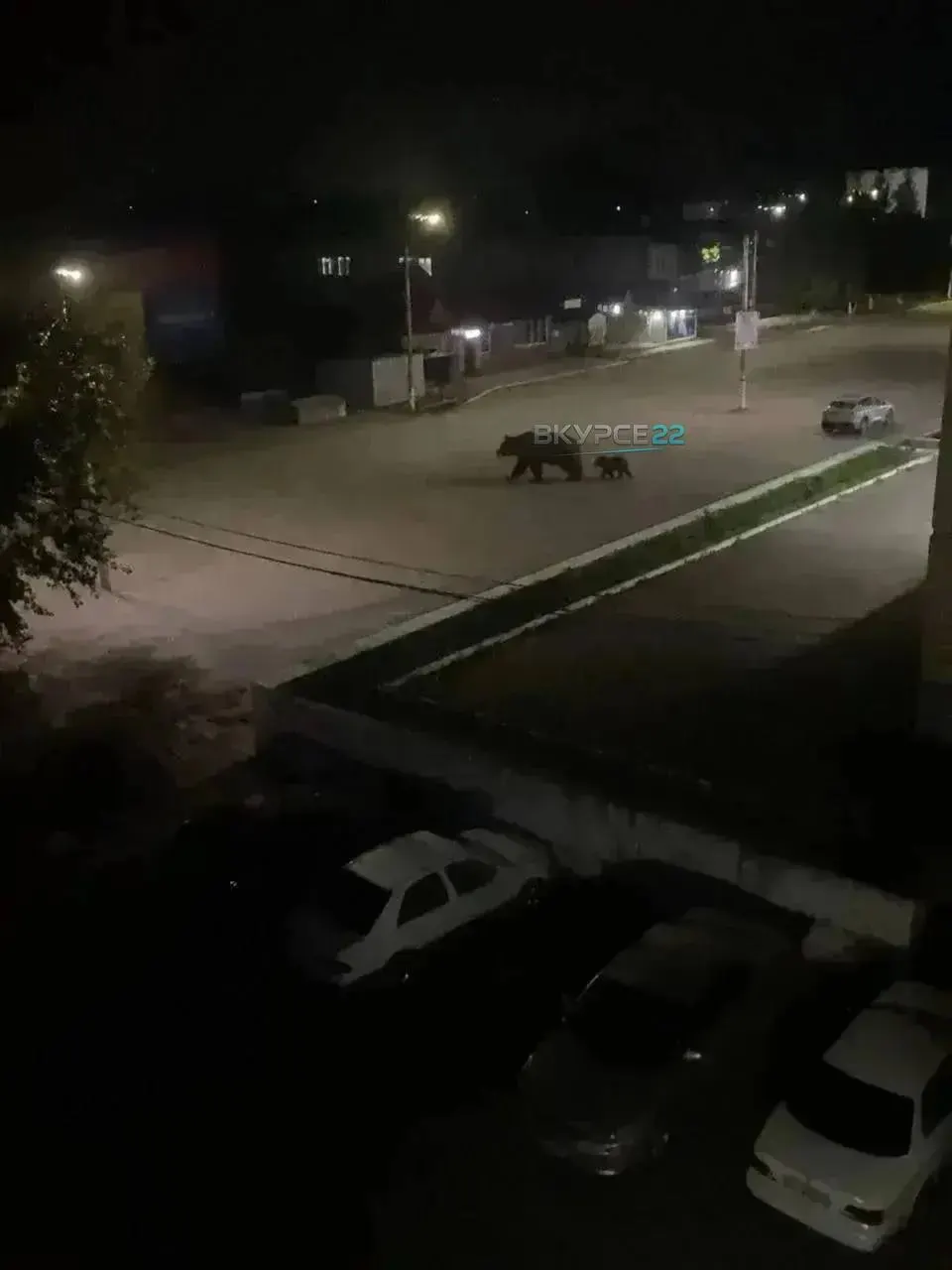 Вечером жители заметили медвежонка возле железнодорожного вокзала; позже звери замечены возле бара «Сова». Специалисты ищут животных, горожан просят сохранять спокойствие.