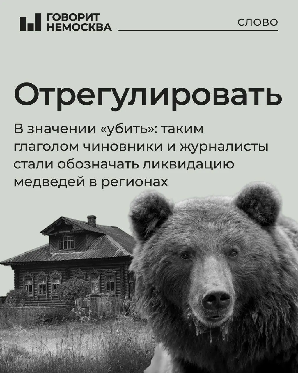 Правительство рассматривает меры по регулированию популяций медведей в Сибири; инциденты с участием хищников вызывают дискуссии о безопасности людей и экологии.