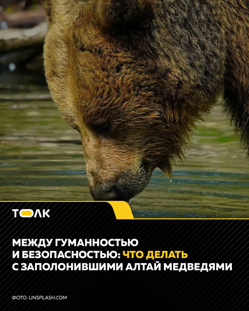 После нападения медведя на туристку на Алтае власти рассматривают меры безопасности и обсуждают способы снизить риск повторения подобных инцидентов, включая вопросы охоты и утилизации отходов.