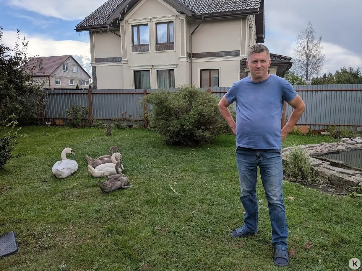 В регионе волонтёры проекта по спасению дикой природы заботятся о лебедях и других животных: история одной семьи иллюстрирует их работу.