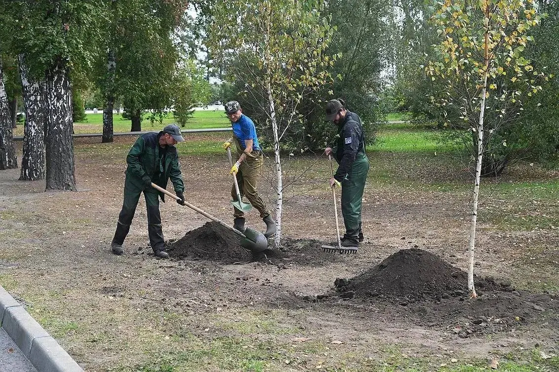 В рамках экологического проекта запланирована высадка более тысячи деревьев и такого же количества кустарников на проспектах Ленина и Строителей и на других улицах города.