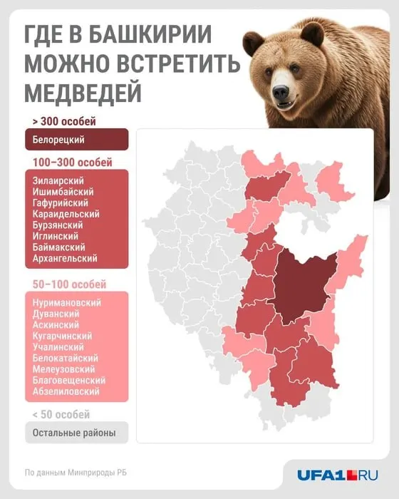 Данные Минэкологии: в регионе зарегистрировано 2733 особи; Белорецкий район — лидер по численности с 333 особями.