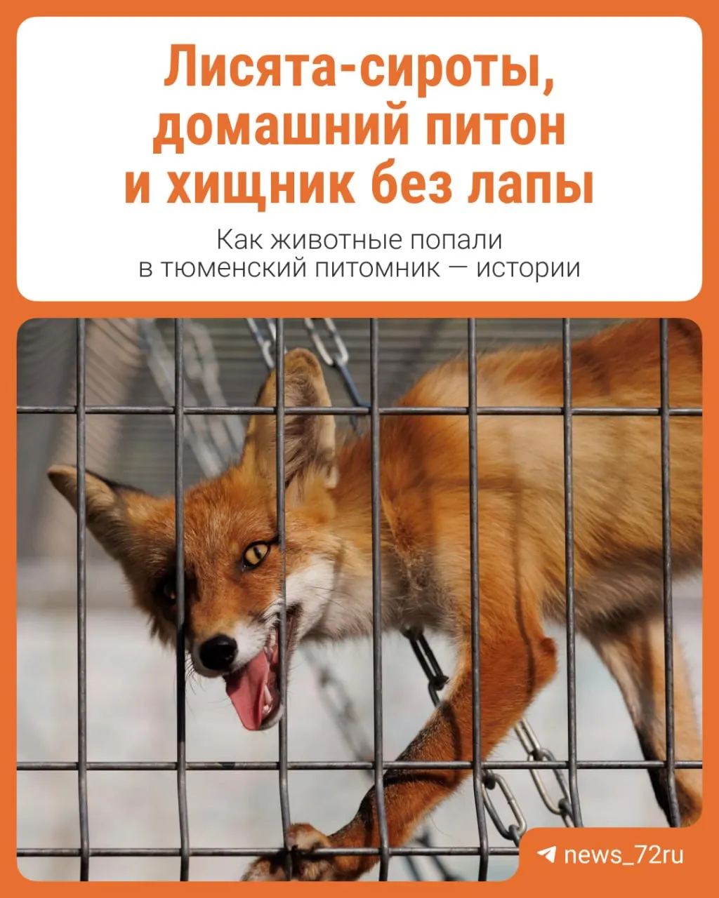 В центре для диких и экзотических животных продолжают лечение и реабилитацию сотен обитателей, включая молодых лисиц-сирот и травмированного хищника.