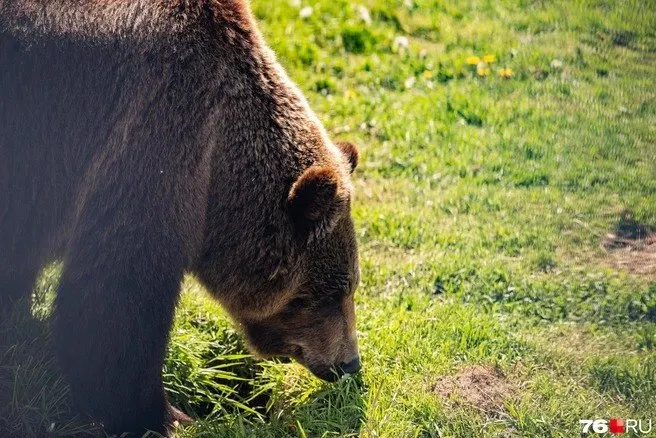 Местные жители сообщают о нападениях медведей на собак, коз и овец; власти подтверждают факт и работают над безопасностью населения.