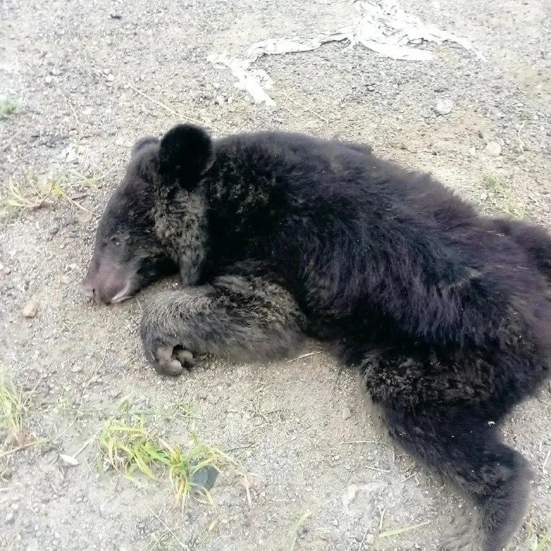 На горной дороге в Партизанском районе водитель сбил медвежонка и покинул место происшествия. Очевидцы поясняют, что зверь погиб на месте; осенью на перевале часто появляются дикие животные.