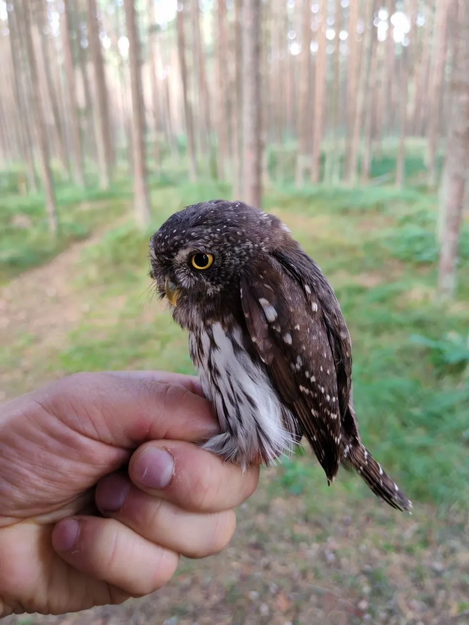 Ученые-орнитологи зафиксировали воробьиного сыча (Glaucidium passerinum) — самую маленькую сову в стране — впервые за 70 лет на Куршской косе.