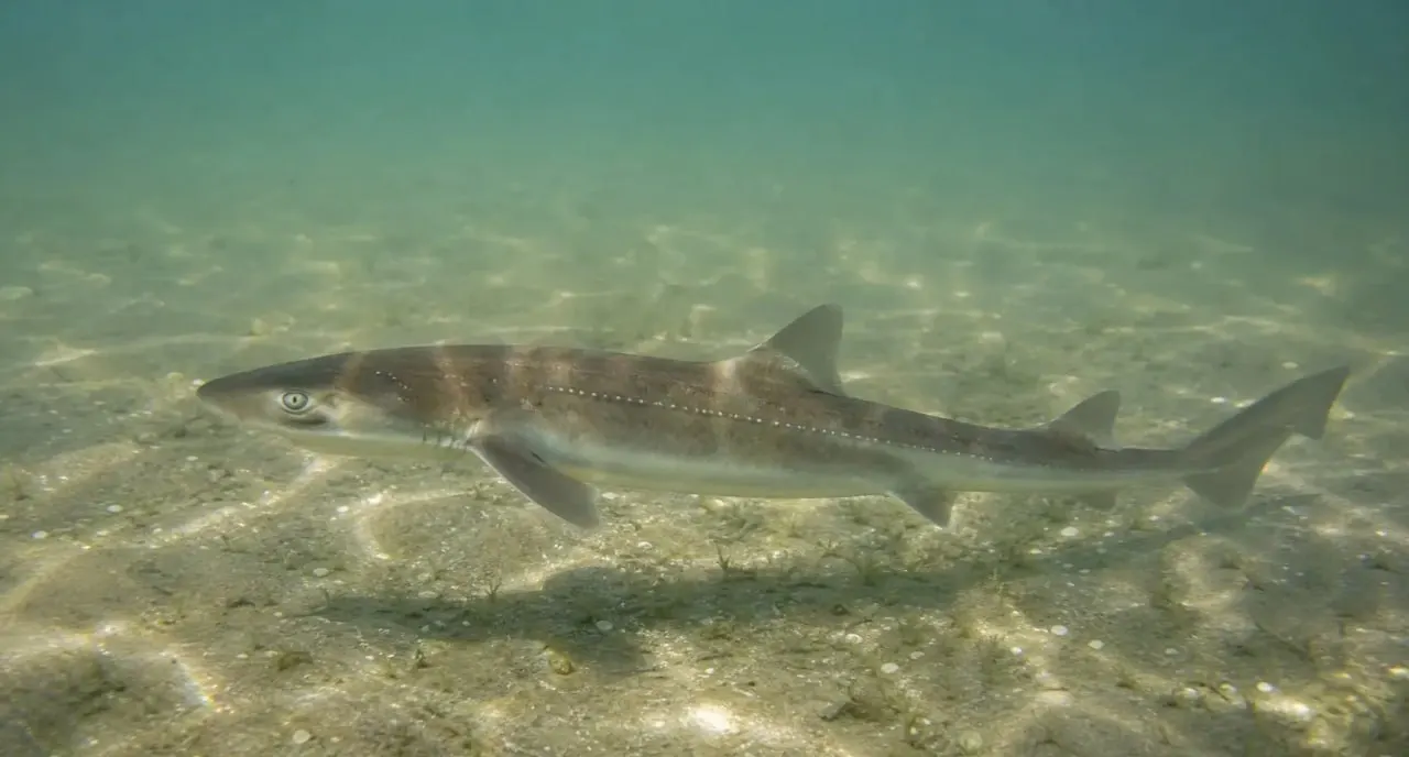 Повышение солёности Азовского моря влияет на состав видов и распределение морской жизни.
