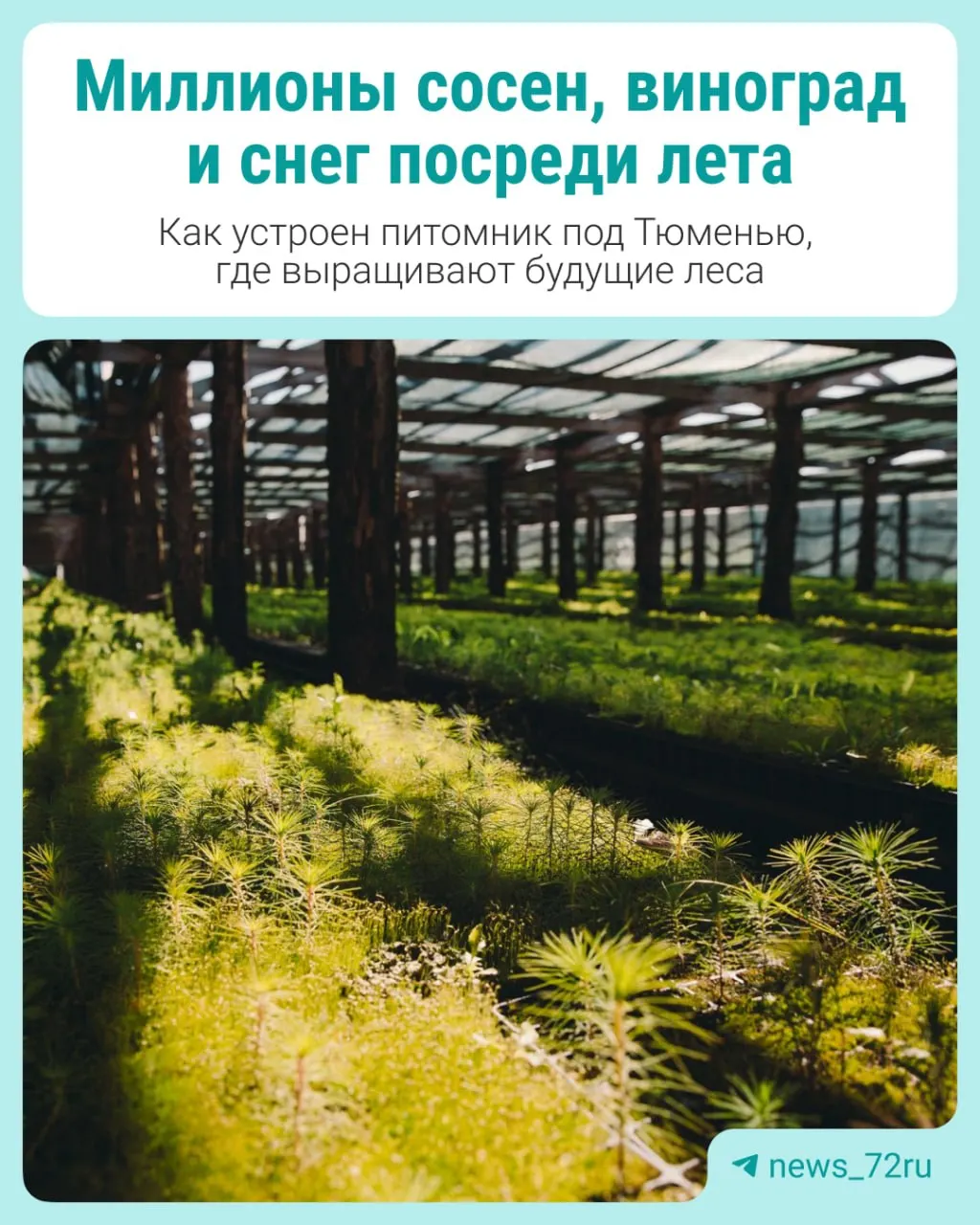 В Заводоуковском округе питомник выращивает миллионы сеянцев сосен и елей, рядом тянутся виноградники и плодовые деревья — репортаж о старте нового лесного проекта.