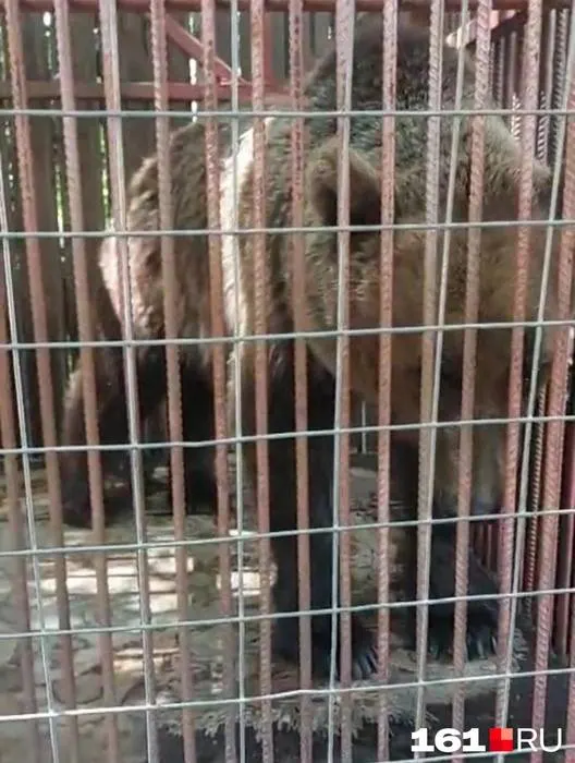Две бурые медведицы Маша и Даша вскоре начнут жить в новом вольере зоопарка Ростова-на-Дону; им обеспечат бассейн, берлогу и дополнительную кормовую клетку, поскольку ранее условия содержания вызывали жалобы.