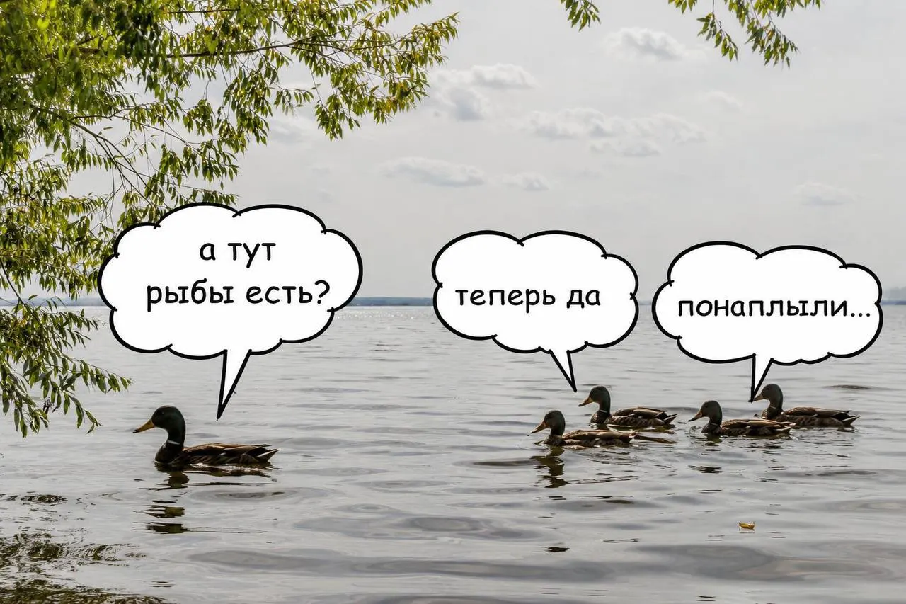 Цель акции — поддержать биобаланс водной экосистемы и снизить запахи, связанные с цветением водорослей.