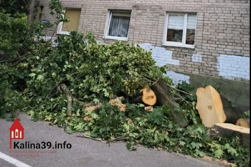 Жители дома на Горького, 30–36, требуют разъяснить причины вырубки клёна, который десятилетиями защищал двор от жары, пыли и шума.