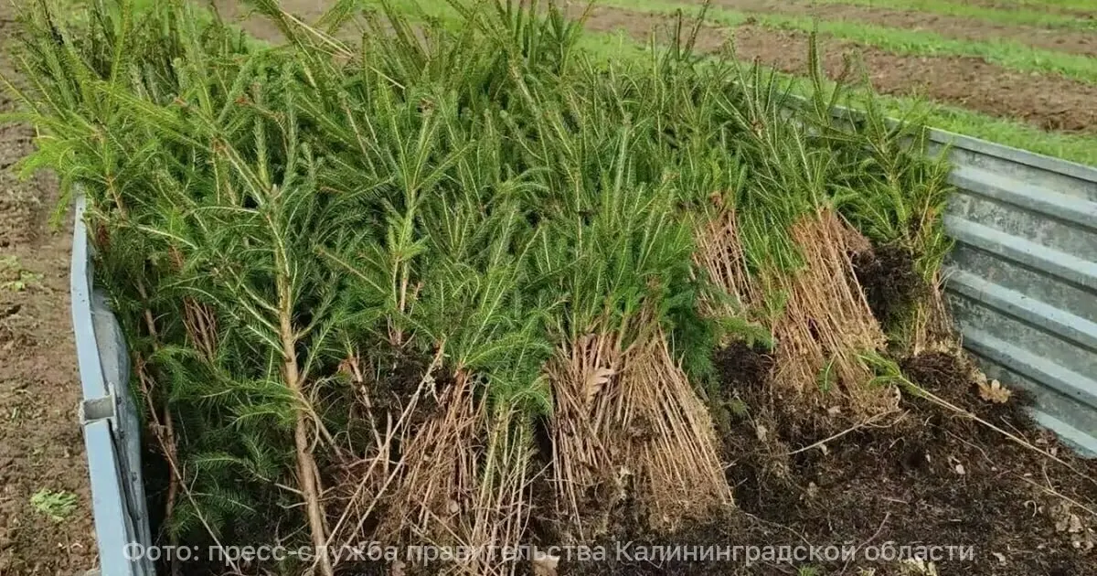 Осенние работы по лесовосстановлению ведутся на площади свыше 15 гектаров в рамках нацпроекта «Экологическое благополучие».