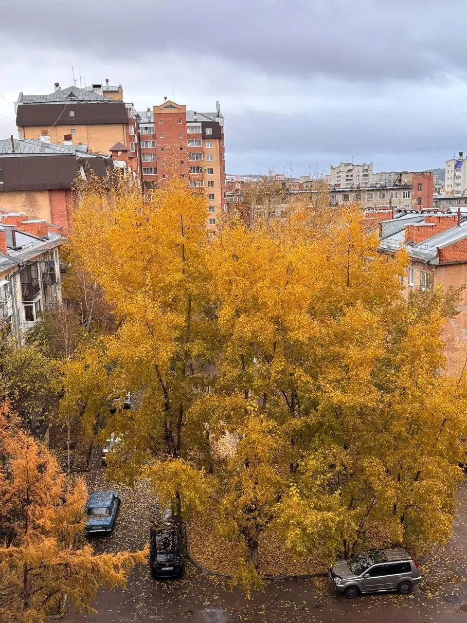 Жители двора жалуются на бесконтрольную обрезку деревьев, после которой часть насаждений превратилась в пни.