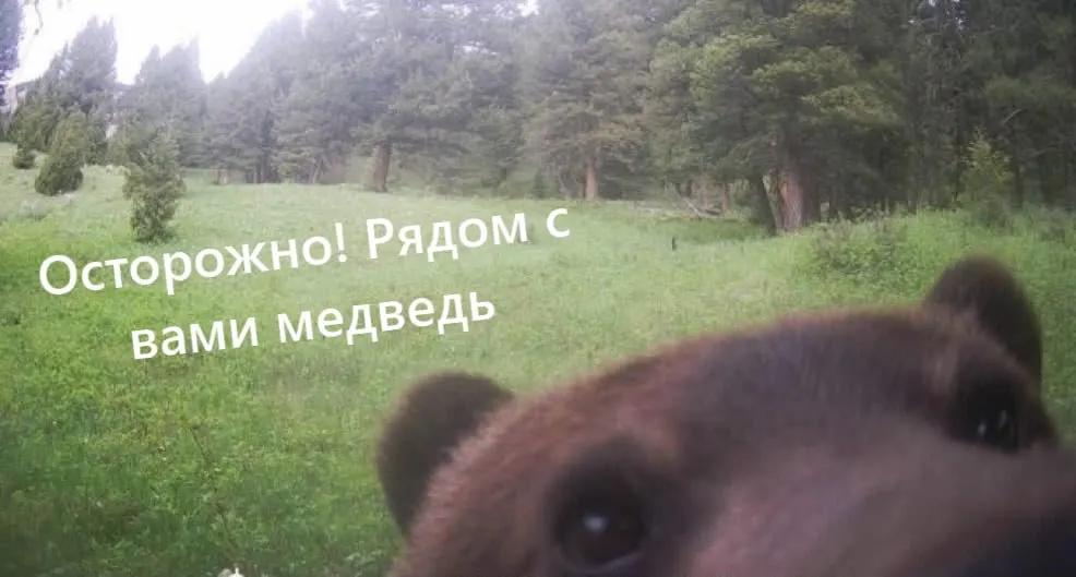 Осенью косолапые набирают вес и запасаются энергией на зиму; спячка длится от 60 до 200 дней.