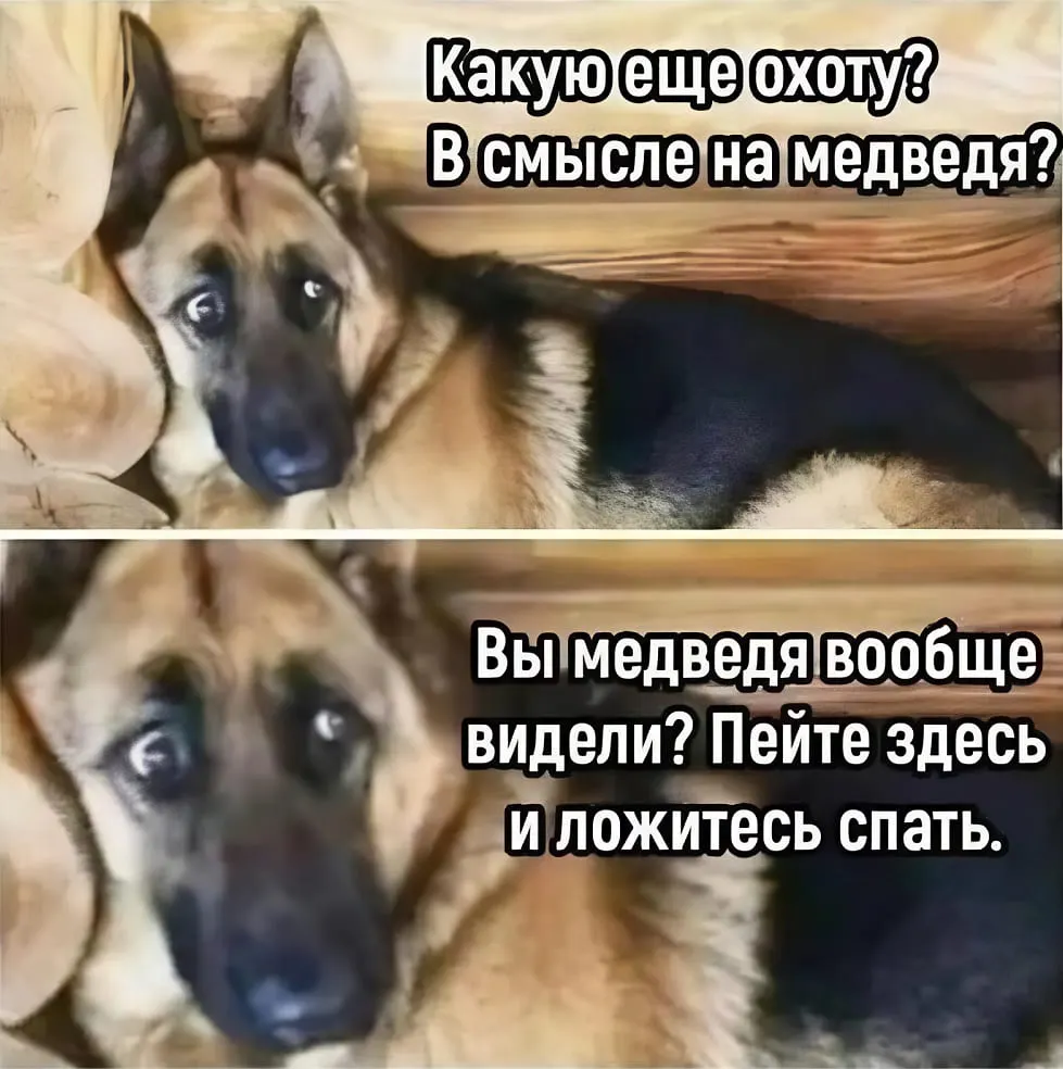 Обсуждение новых правил выдачи лицензий вызывает реакцию охотников и тревогу за грибников, туристов и жителей таёжных районов.