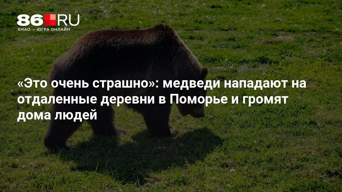 Звери ломают двери и окна в поисках пищи, жители фиксируют разрушения.
